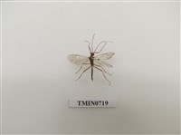 藏品(膜翅目)的圖片